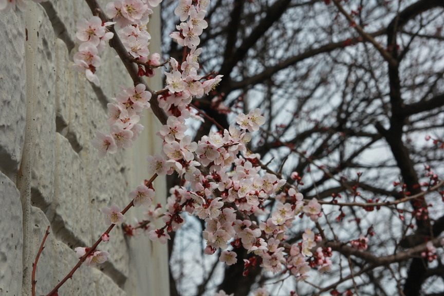IMG_2865.jpg