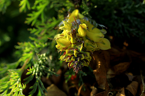 _MG_6173.jpg