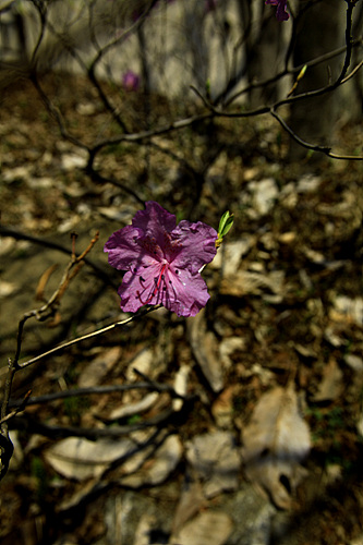 _MG_6804.jpg