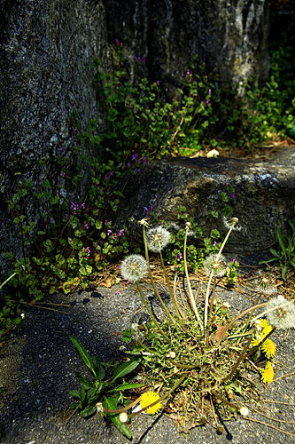 _MG_6786.jpg